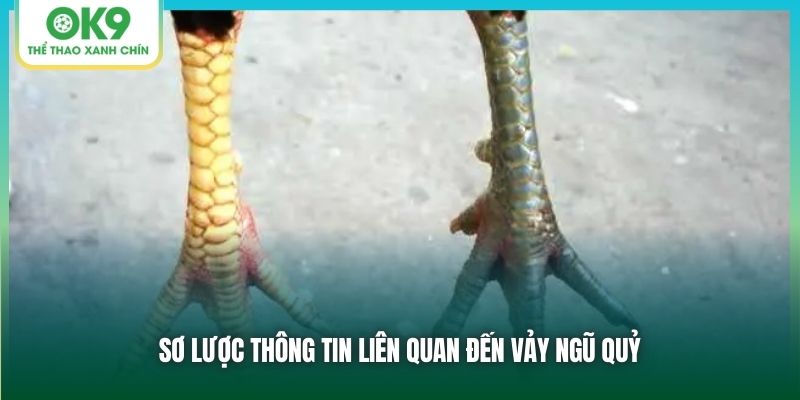 Sơ lược thông tin liên quan đến vảy ngũ quỷ